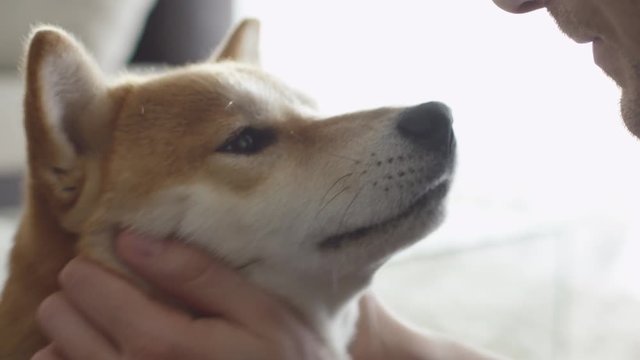 Man Playing with Cute Shiba Dog. Shot on RED Cinema Camera.