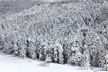 冬の北八ヶ岳