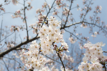Obraz premium Cherry blossom or Sakura (Somei Yoshino) in Tokyo Japan.
