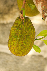 Jackfruit on tree in the orchard