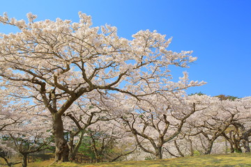 日本三景　松島　西行戻しの松公園の桜
