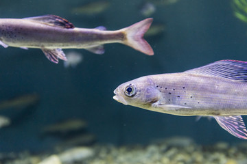 Underwater view of marine life