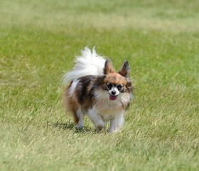 Papillon Dog on a Lawn