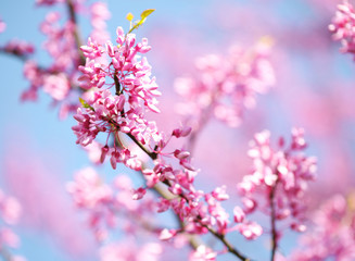 Fototapeta na wymiar Spring Flowers. Purple Cercis Canadensis or Eastern Redbud Bloss
