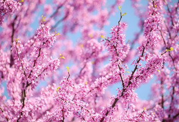 Spring Flowers. Purple Cercis Canadensis or Eastern Redbud Bloss