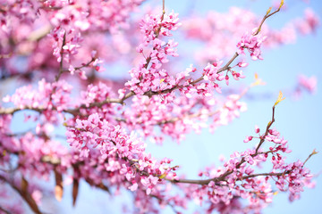 Spring Flowers. Purple Cercis Canadensis 