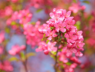 Spring Blossom. Beautiful Pink Flowers in Springtime