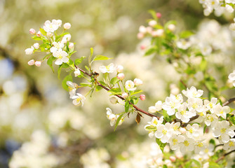 Apple Blossoms. White Spring Flowers