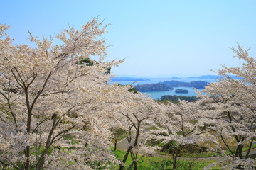 Fototapeta na wymiar 日本三景　松島　西行戻しの松公園の桜