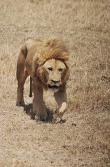 Lion in Serengeti hosts the largest mammal migration in the world, which is one of the ten natural...