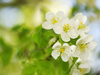 Fototapeta na wymiar Apple Blossoms. White Spring Flowers