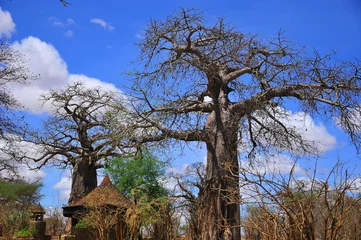 Papier Peint photo Lavable Baobab Baobab ou boab, boaboa, arbre à bouteille, arbre à l& 39 envers et arbre à pain de singe Le parc national de Tarangire est le sixième plus grand parc national de Tanzanie après Ruaha, Serengeti, Mikumi, Katavi et Mkomazi