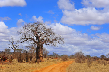 Baobab or boab, boaboa, bottle tree, upside-down tree, and monkey bread tree Tarangire National Park is the sixth largest national park in Tanzania after Ruaha, Serengeti, Mikumi, Katavi and Mkomazi 