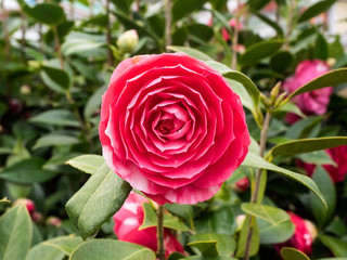 Red Camellia