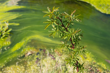 Fototapeta na wymiar aquatic plant in pond