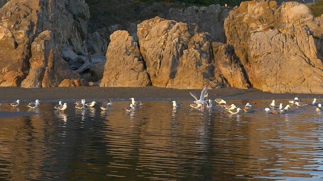 Western Gulls foraging near sunset, with takeoff and landings; slow motion (96 fps rendered at 24fps)