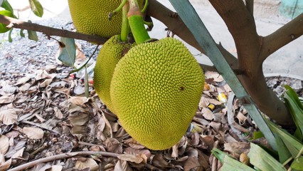 jackfruit with nature background
