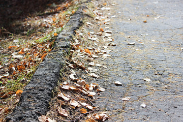 Sidewalk with the leaves..