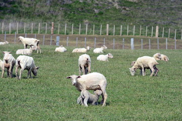 Obraz na płótnie Canvas Pasture for sheep in the village of Cameron. Tierra Del Fuego.