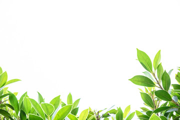 Leaves on white background.