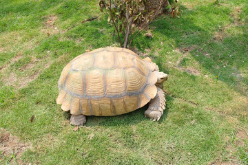 Giant tortoise