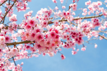 Japanese sakura and blue sky in chiang mai thailand ,selective focus