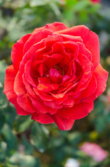 Beautiful red rose and blur green background
