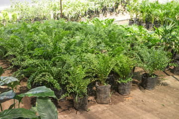 plants outside a nursery for sale in spring