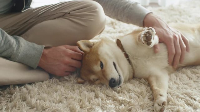 Man is Playing with Shiba Dog in Living Room. Shot on RED Cinema Camera.