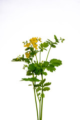Blooming Celandine Chelidonium majus