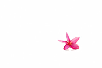 Pink frangipani (plumeria) flower isolated