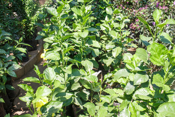 nursery ornamental plants