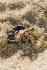 hermit crab