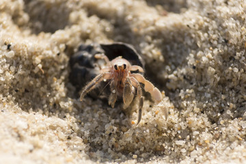 hermit crab