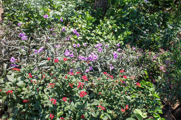 plants outside a nursery for sale in spring