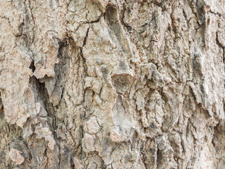 wood texture/wood texture background