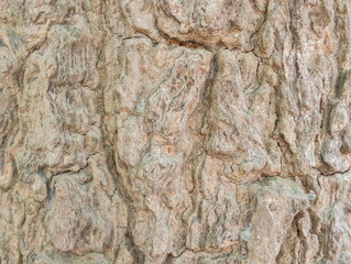 Obraz premium wood texture/wood texture background