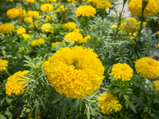 Marigolds (Tagetes erecta, Mexican marigold, Aztec marigold)