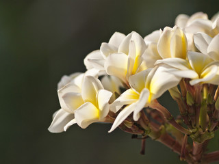 The white flowers: Plumeria