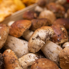 Close up bunch of Porcini mushrooms at the market in Italy