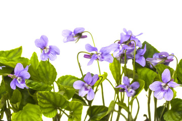 horizontal border of delicate purple blooming violets close