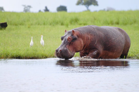 Hippopotamus - Chobe National Park - Botswana