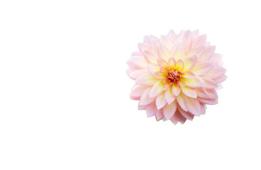 Beautiful Dahlia head flower isolated