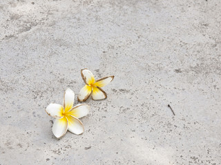 The fallen flowers on the concrete floor background