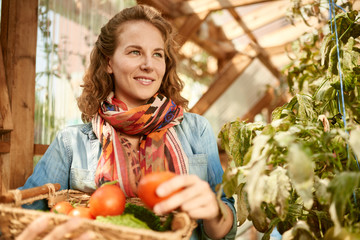 Friendly woman harvesting fresh tomatoes from the greenhouse garden putting ripe local produce in a basket 