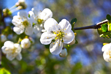 The branches of the cherry tree with young green leaves, white f