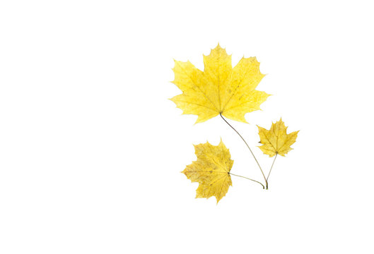 Dried maple leaf isolated