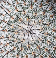 Abstract details of a Mammillaria cactus