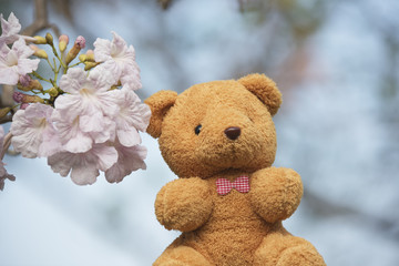 Brown Bear Texture background.