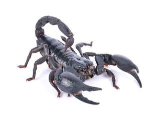 scorpion